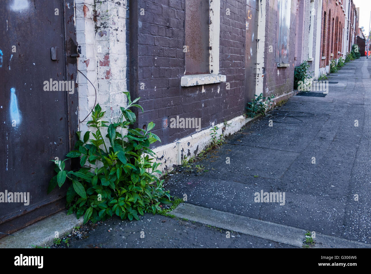 Le erbacce che crescono su sentiero al di fuori di case abbandonate in un inner-city street. Foto Stock