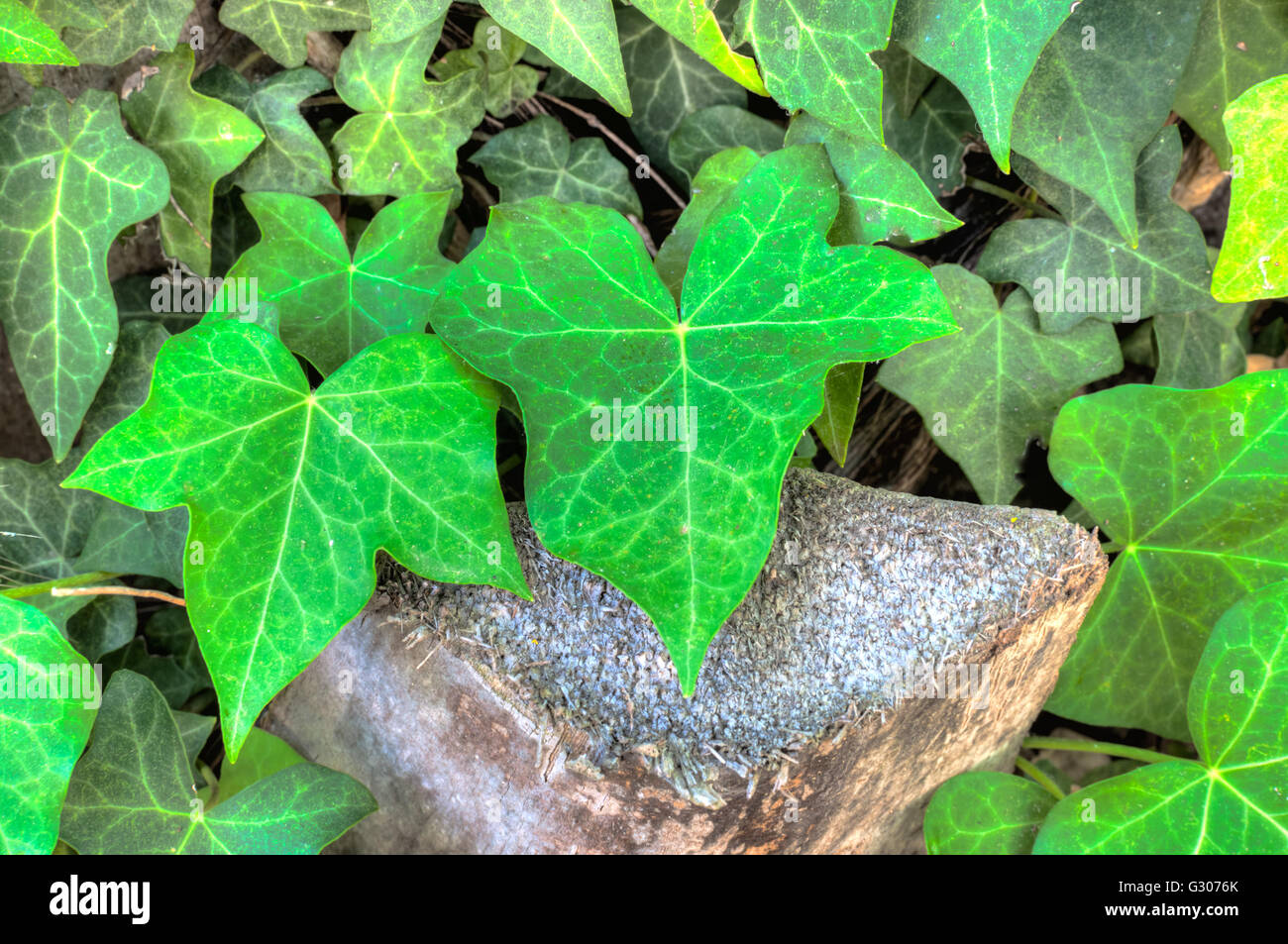 Primo piano di foglie di edera in un giardino soleggiato giorno di estate in hdr Foto Stock