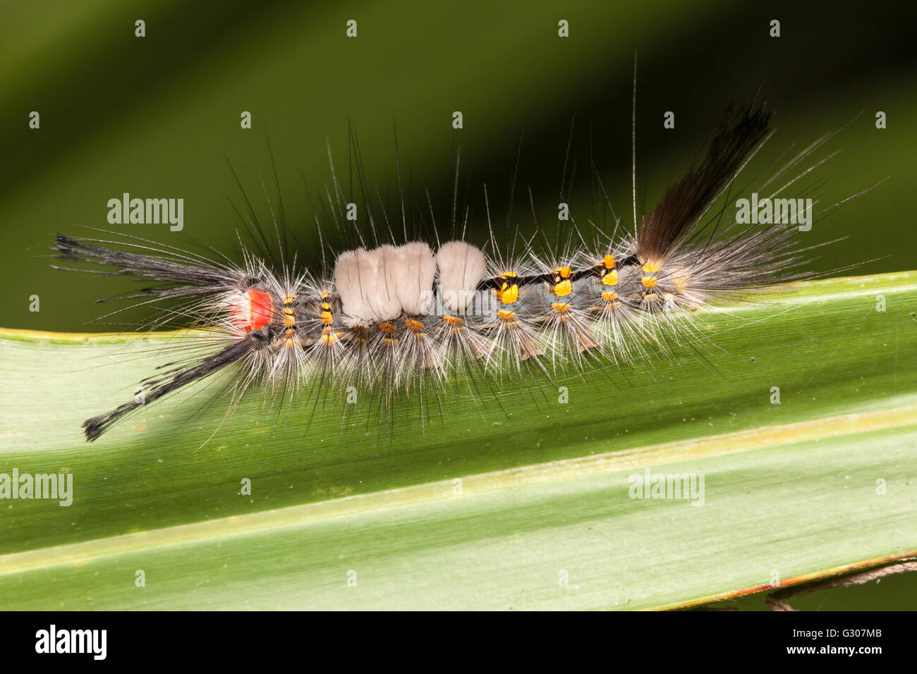 Un Fir Tussock Moth (Orgyia detrita) caterpillar (larva) posatoi su un Saw palmetto foglia. Foto Stock
