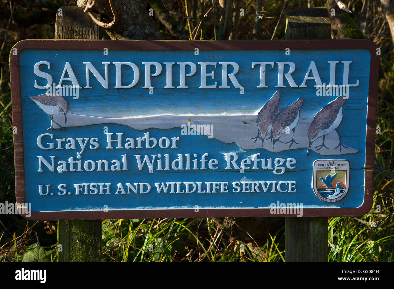 Sandpiper segnavia, Grays Harbor National Wildlife Refuge, Washington Foto Stock