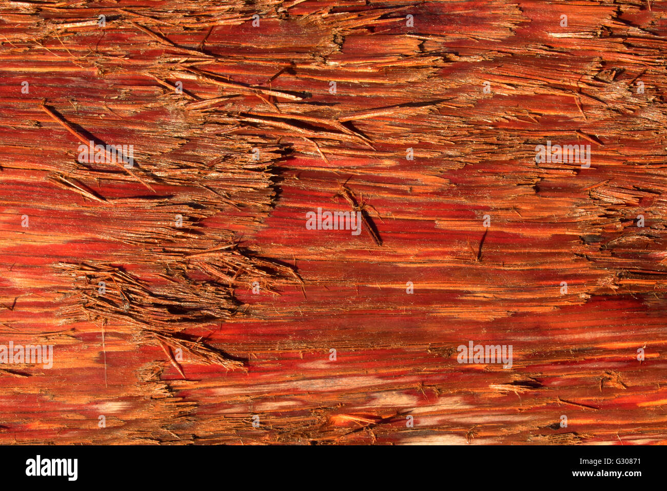 Accedere alla Terza Spiaggia, Parco Nazionale di Olympic, Washington Foto Stock