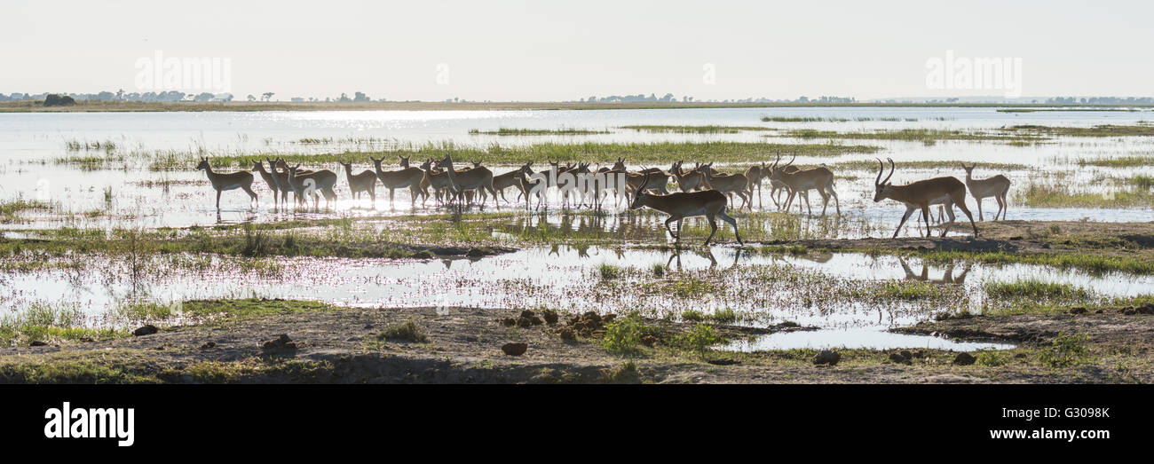 Panorama di red lechwe guadare attraverso i fondali Foto Stock