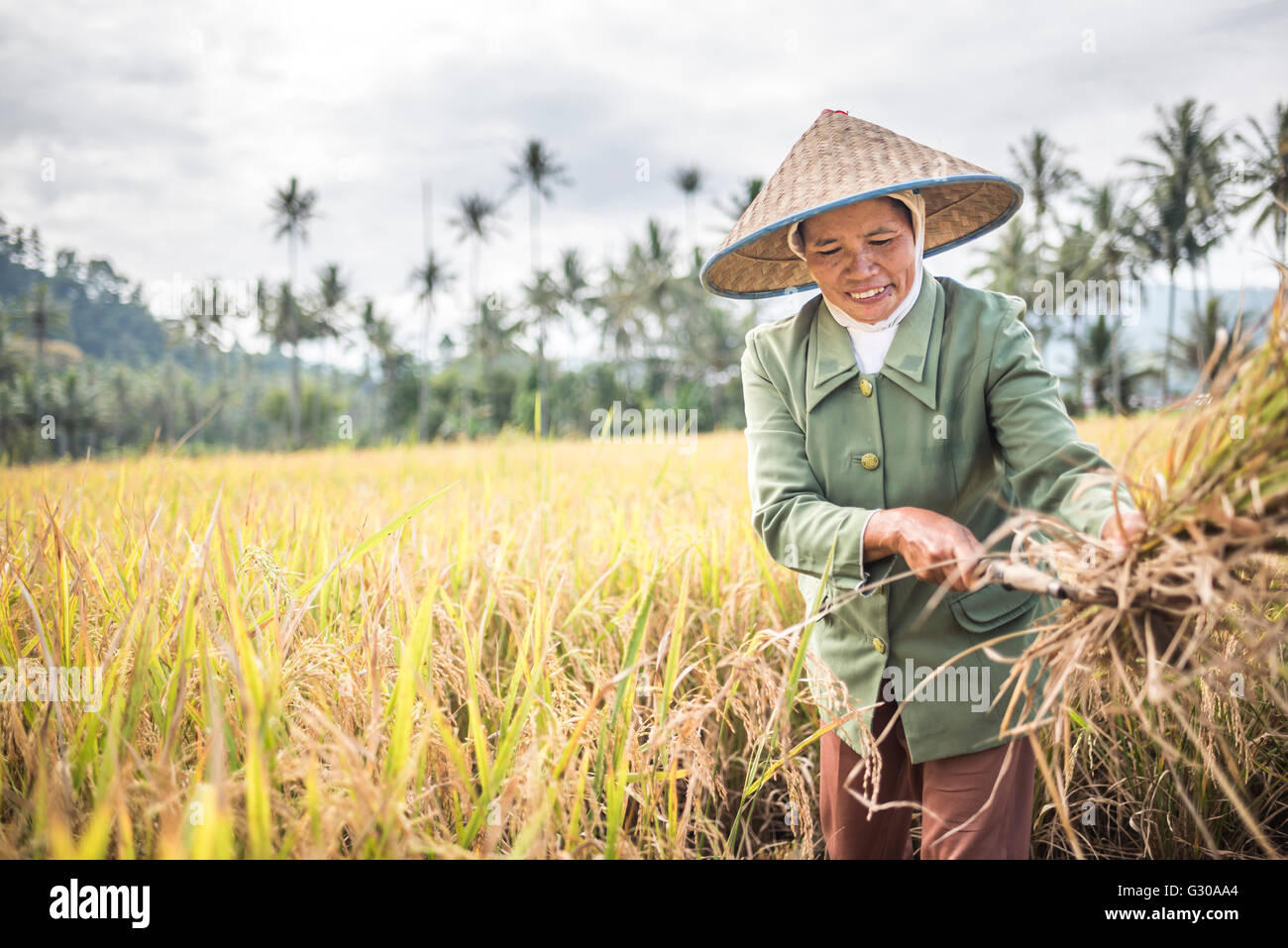 Gli agricoltori che lavorano in una risaia campo, Bukittinggi, a ovest di Sumatra, Indonesia, Asia sud-orientale, Asia Foto Stock