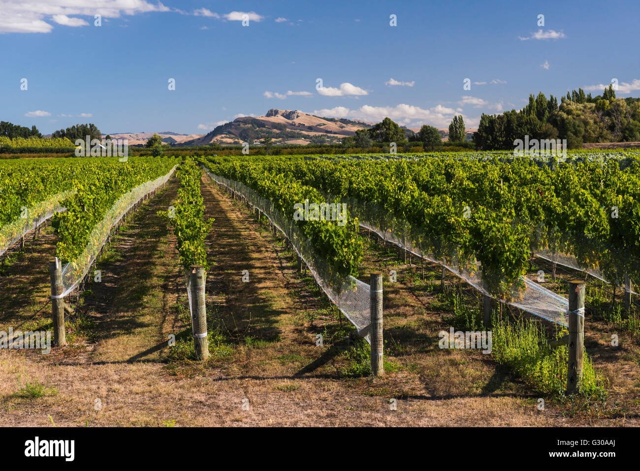 Ponte nero Station Wagon vigneti vicino a Napier Hawkes Bay Regione, Isola del nord, Nuova Zelanda, Pacific Foto Stock