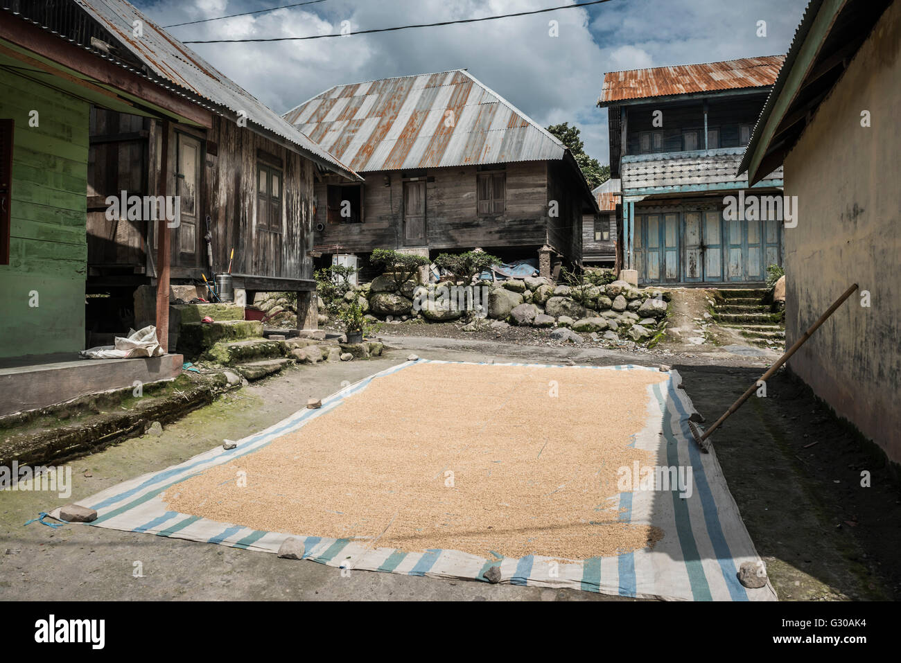 I chicchi di caffè di essiccazione al sole in un villaggio ai piedi del vulcano Sinabung, Berastagi (Brastagi), Nord Sumatra, Indonesia Foto Stock