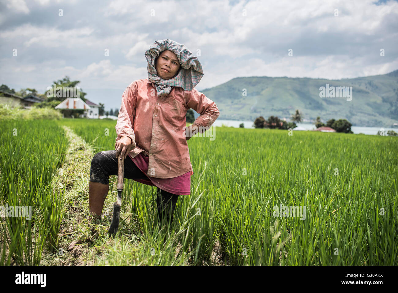 Femmina agricoltore lavora in una risaia campo al Lago Toba (Danau Toba), Nord Sumatra, Indonesia, Asia sud-orientale, Asia Foto Stock