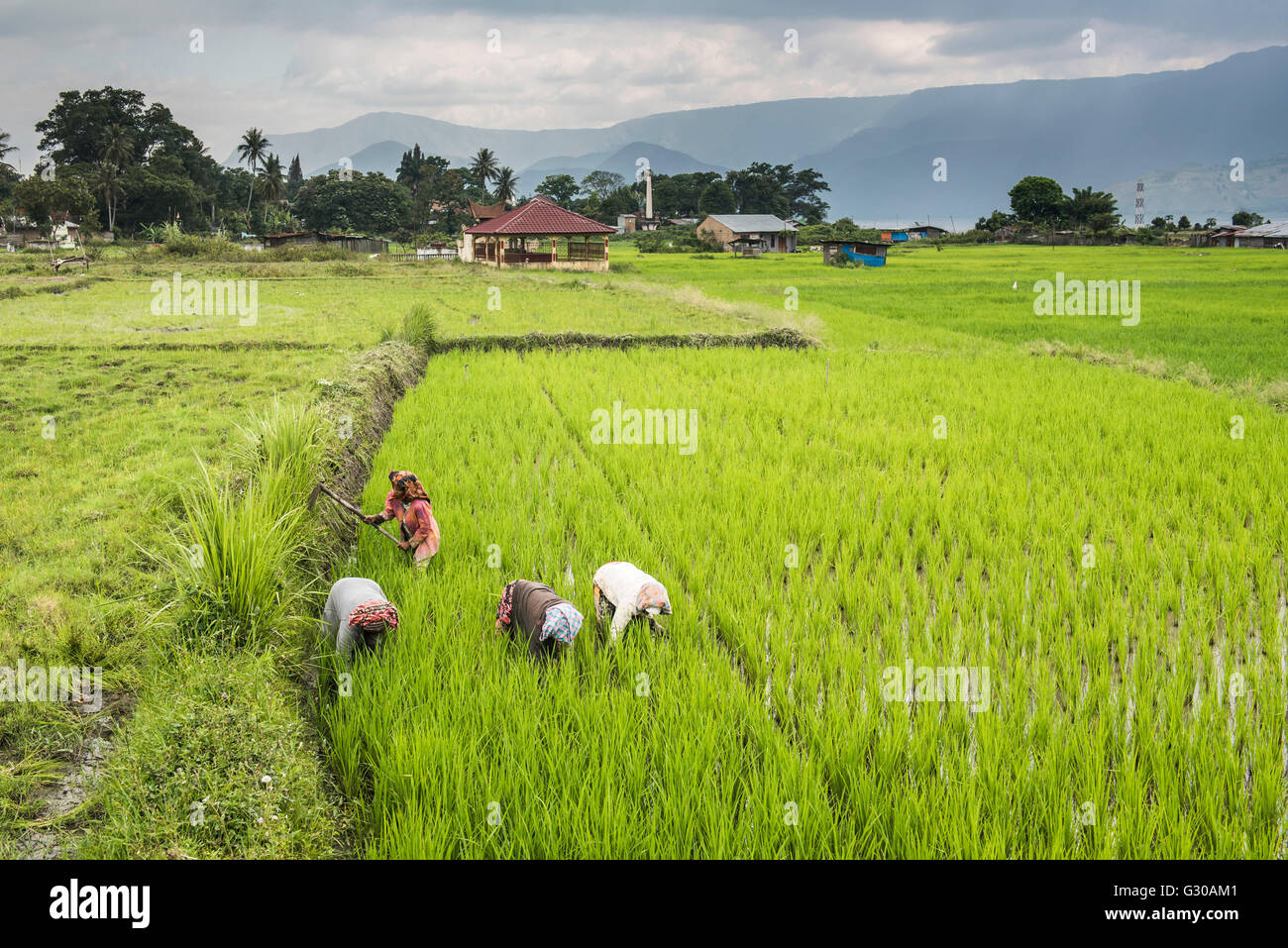 Le donne che lavorano nel settore del riso paddy campi al Lago Toba (Danau Toba), Nord Sumatra, Indonesia, Asia sud-orientale, Asia Foto Stock