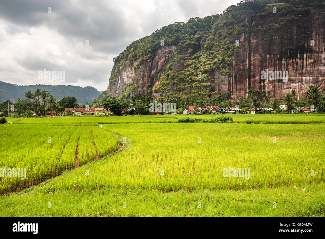 Le risaie e scogliere nella valle Harau, Bukittinggi, a ovest di Sumatra, Indonesia, Asia sud-orientale, Asia Foto Stock