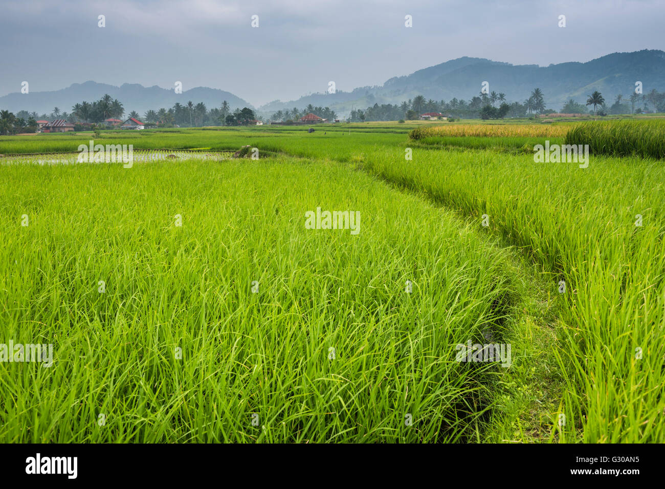 Le risaie, Bukittinggi, a ovest di Sumatra, Indonesia, Asia sud-orientale, Asia Foto Stock