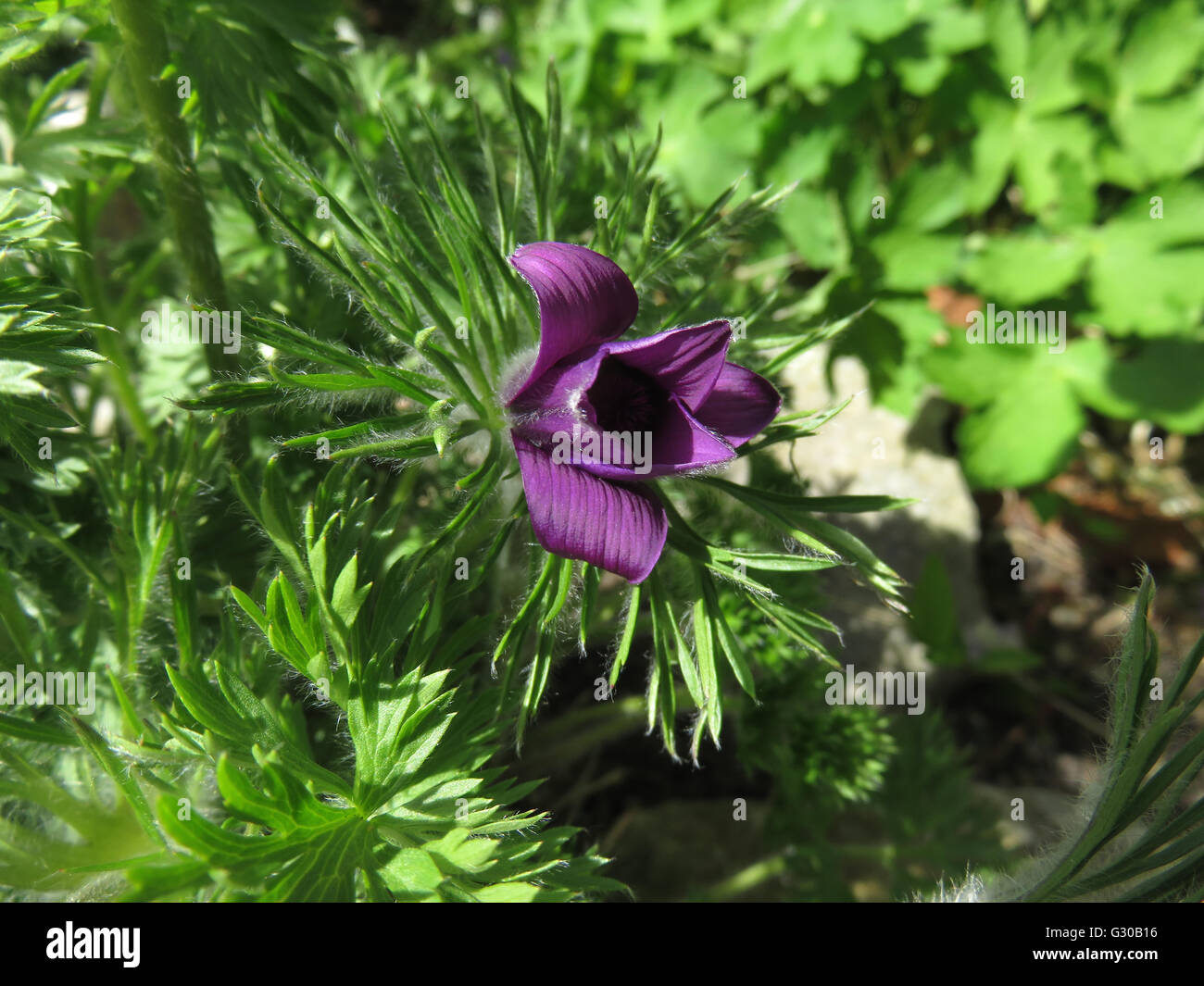 "Pasque flower (Pulsatilla vulgaris) di fiori e fogliame, con foglie di black widow geranio (Geranio phaeum) in background Foto Stock