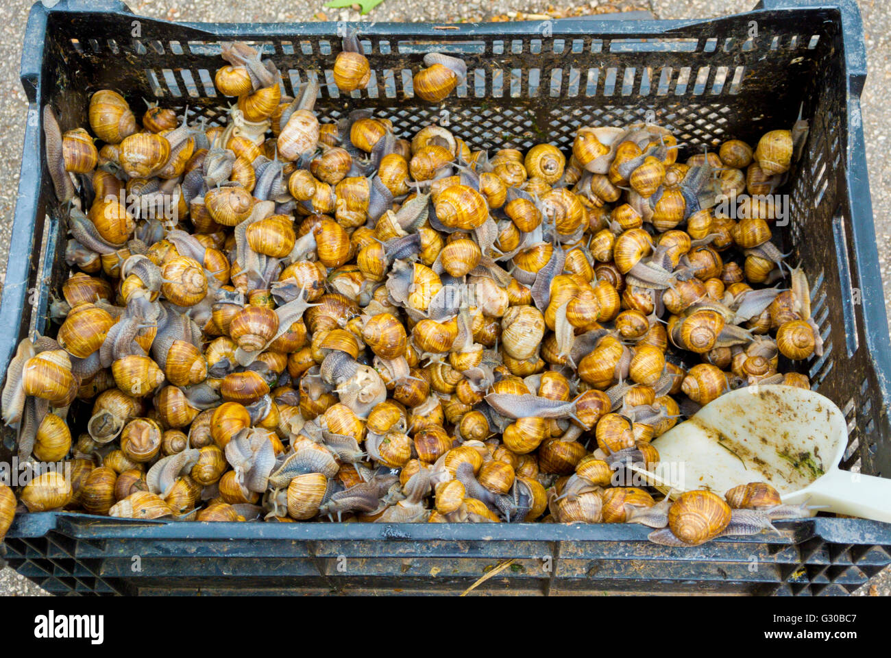 Vivere le lumache fresche, al di fuori del mercato del pesce, città vecchia, Split, Dalmazia, Croazia Foto Stock