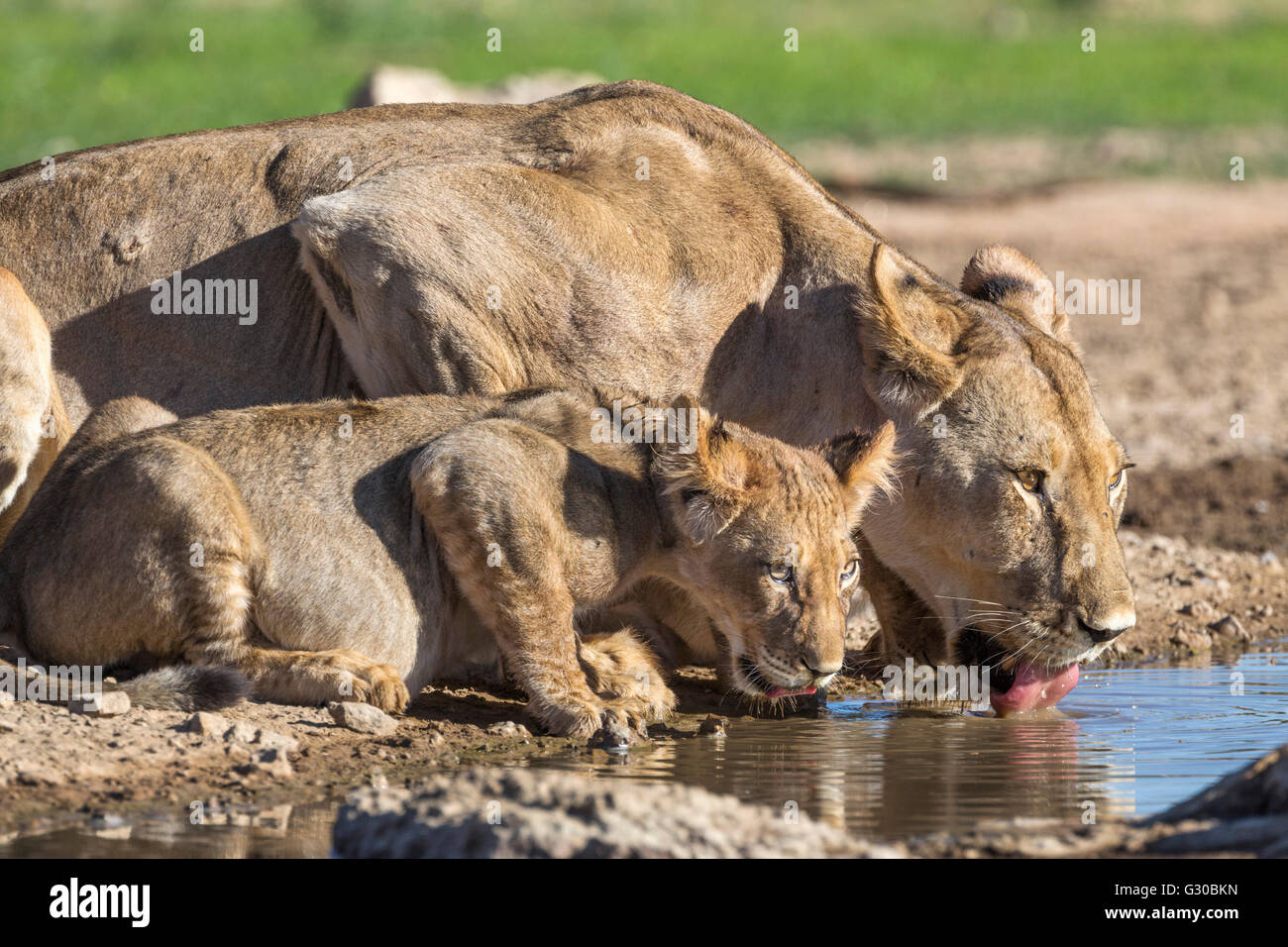 Leonessa con cucciolo (Panthera leo) bere, Kgalagadi Parco transfrontaliero, Northern Cape, Sud Africa e Africa Foto Stock