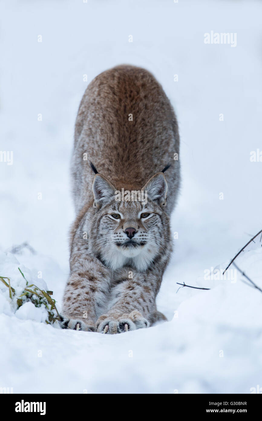 Nord (Lynx Lynx Lynx lynx), prigionieri Highland Wildlife Park, Kingussie, Scotland, Regno Unito, Europa Foto Stock