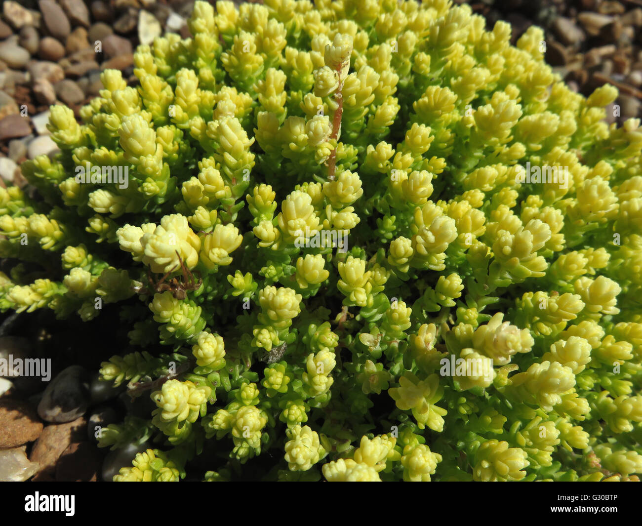 Goldmoss stonecrop (Sedum acre aureum) sulla ghiaia di pisello nella luce del sole Foto Stock