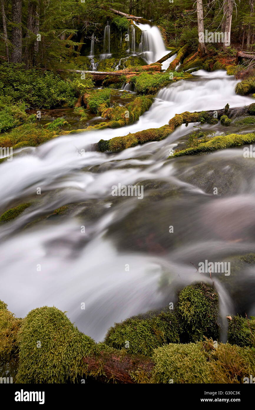 Big Spring Creek Falls, Gifford Pinchot National Forest, Washington, Stati Uniti d'America, America del Nord Foto Stock