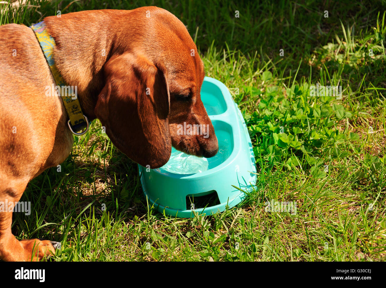 Cane Bassotto beve l'acqua in una calda giornata estiva Foto Stock