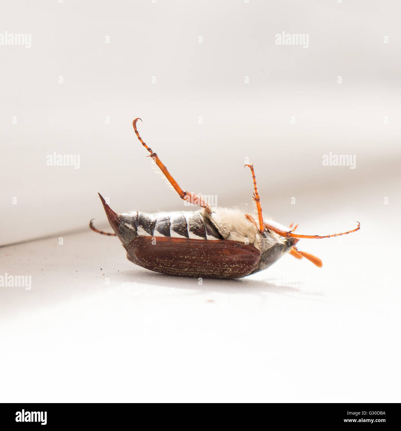 L'insetto morto chafer. Foto Stock