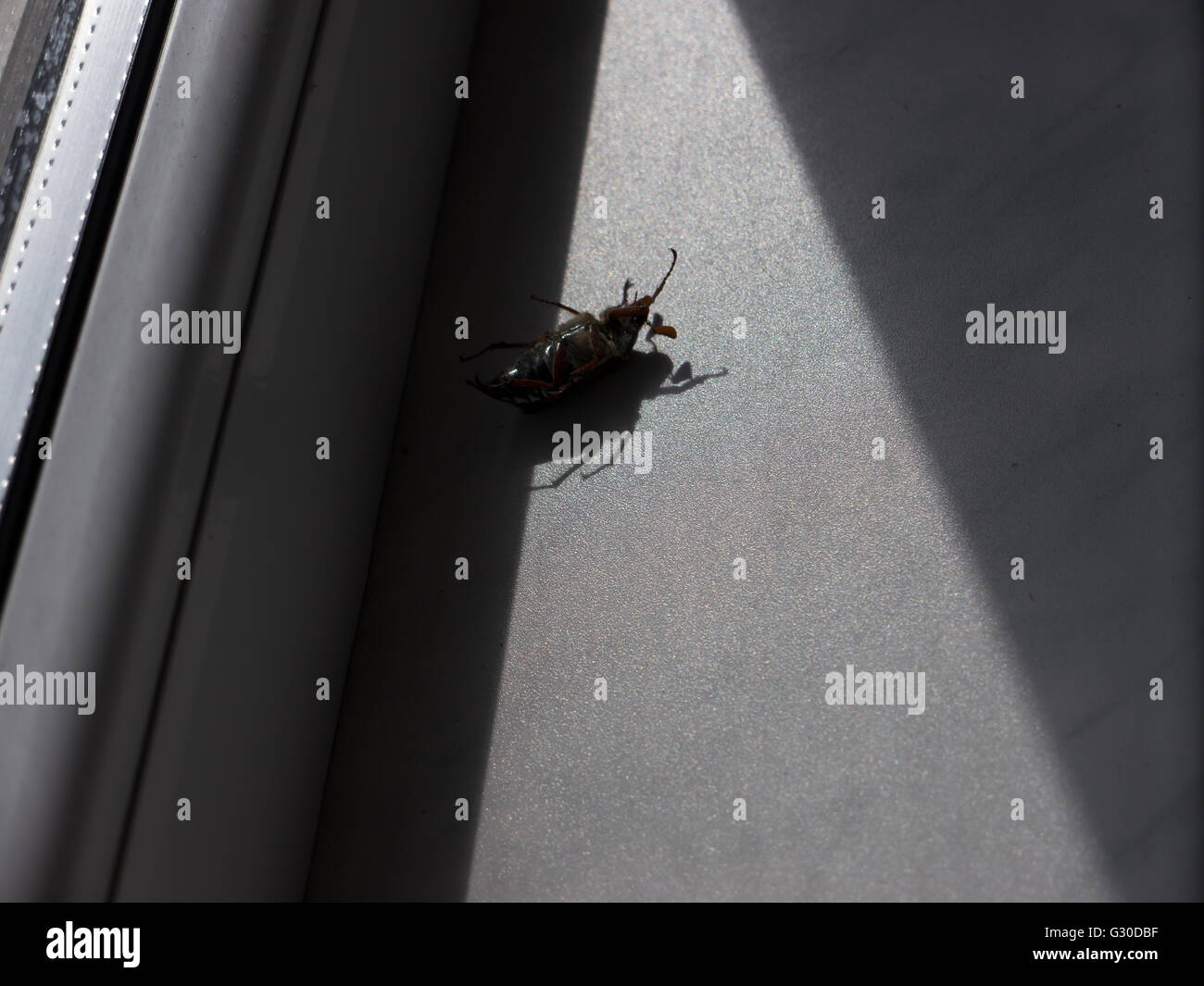 L'insetto morto chafer. Foto Stock