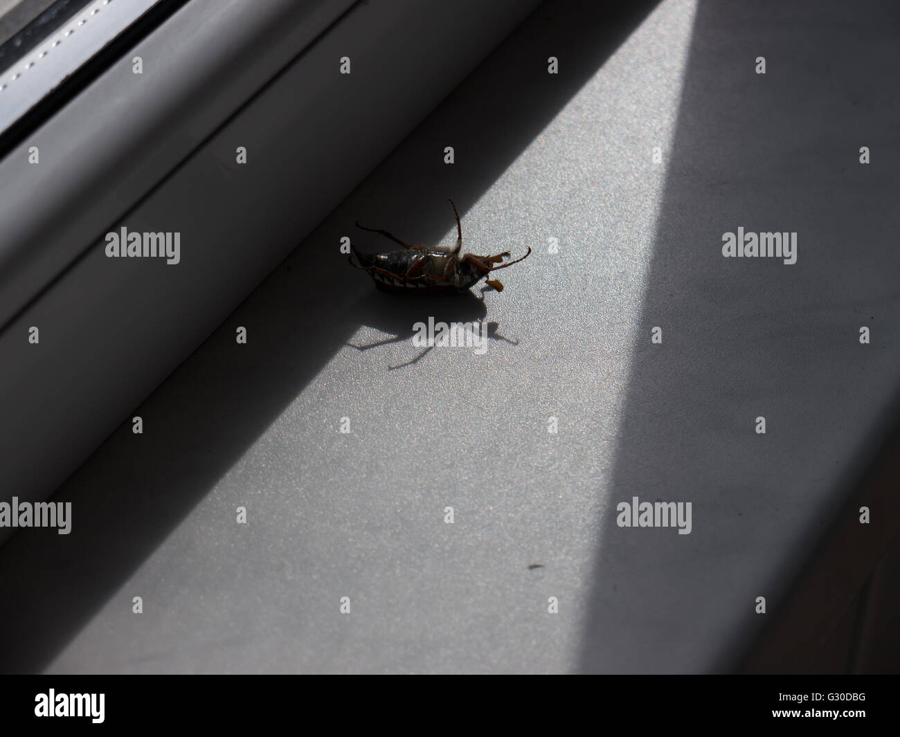 L'insetto morto chafer. Foto Stock