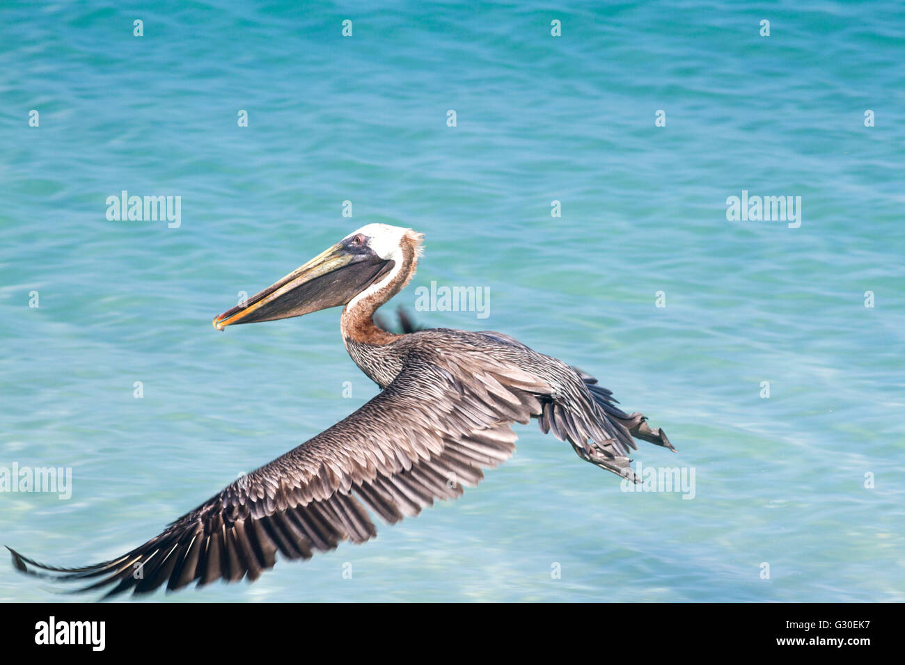 American brown pelican (Pelecanus occidentalis) volando sopra l'acqua turchese, San Giovanni, USVI Foto Stock