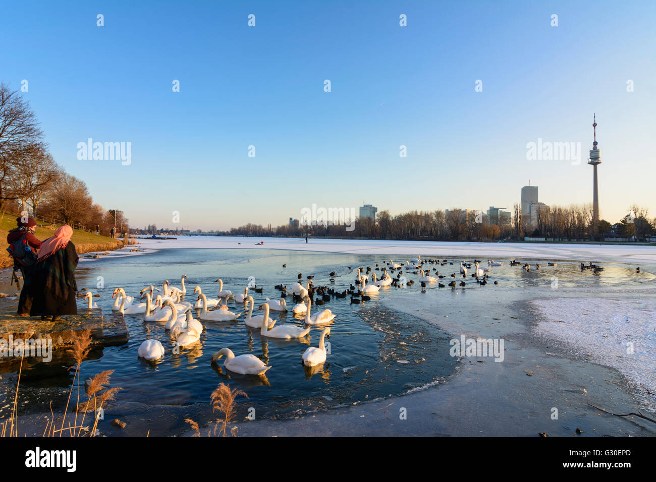 Alte Donau (Vecchio Danubio) con ghiaccio e un ice-free area con uccelli acquatici ( cigni ( Cygnus olor ) e folaghe ( fulica atra ) ) Foto Stock