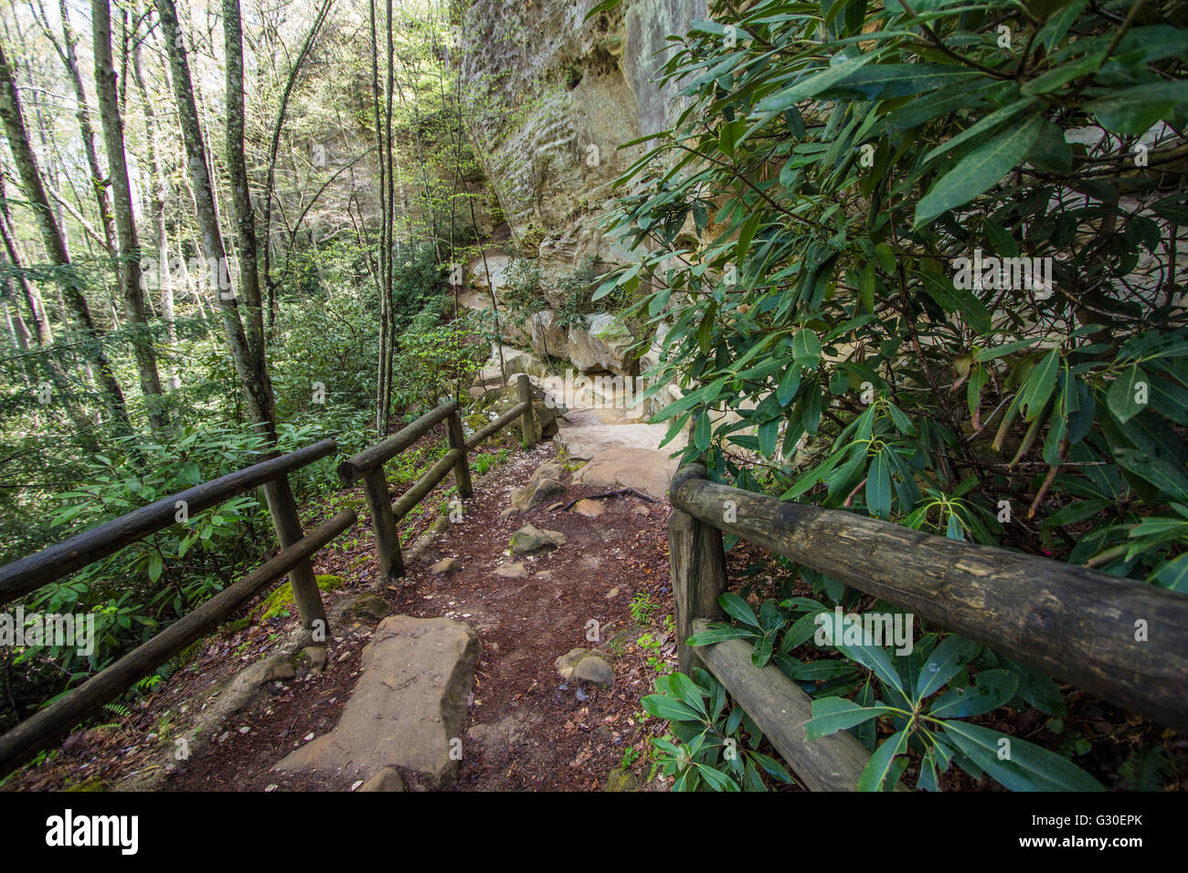 Escursionismo in Kentucky parchi statali. Sentiero escursionistico nel ponte naturale del parco statale nei Monti Appalachi del sud est della Kentucky negli Stati Uniti. Foto Stock