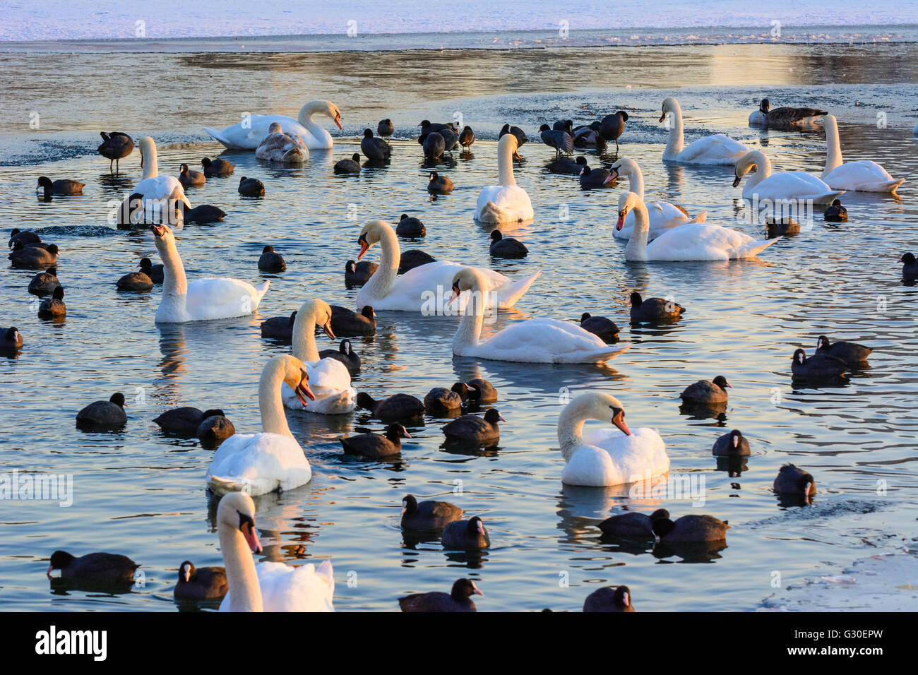 Alte Donau (Vecchio Danubio) con ghiaccio e un ice-free area con uccelli acquatici ( cigni ( Cygnus olor ) e folaghe ( fulica atra ) )) Foto Stock