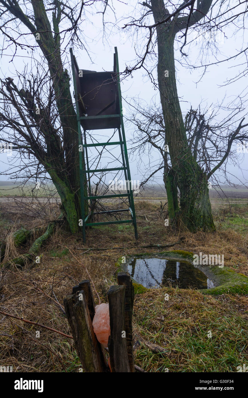 Hunter sedile direttamente su un salt lick e foro di irrigazione, Austria, Niederösterreich, Austria inferiore Donau, Petronell-Carnuntum Foto Stock