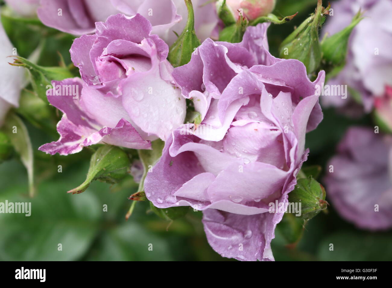 Una fantastica rosa rosa. Foto Stock