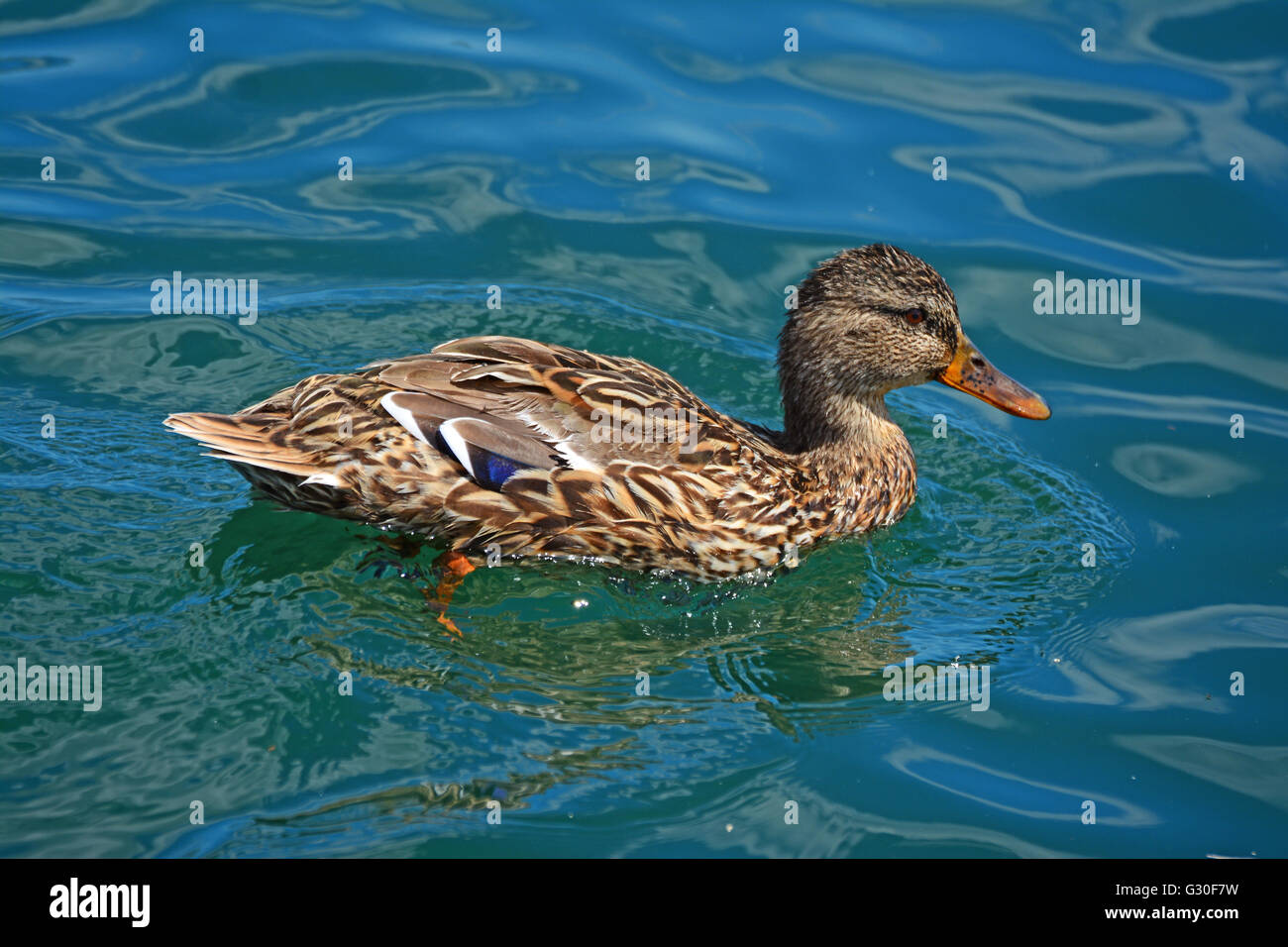 Il Germano Reale, femmina nuotare in un lago Foto Stock