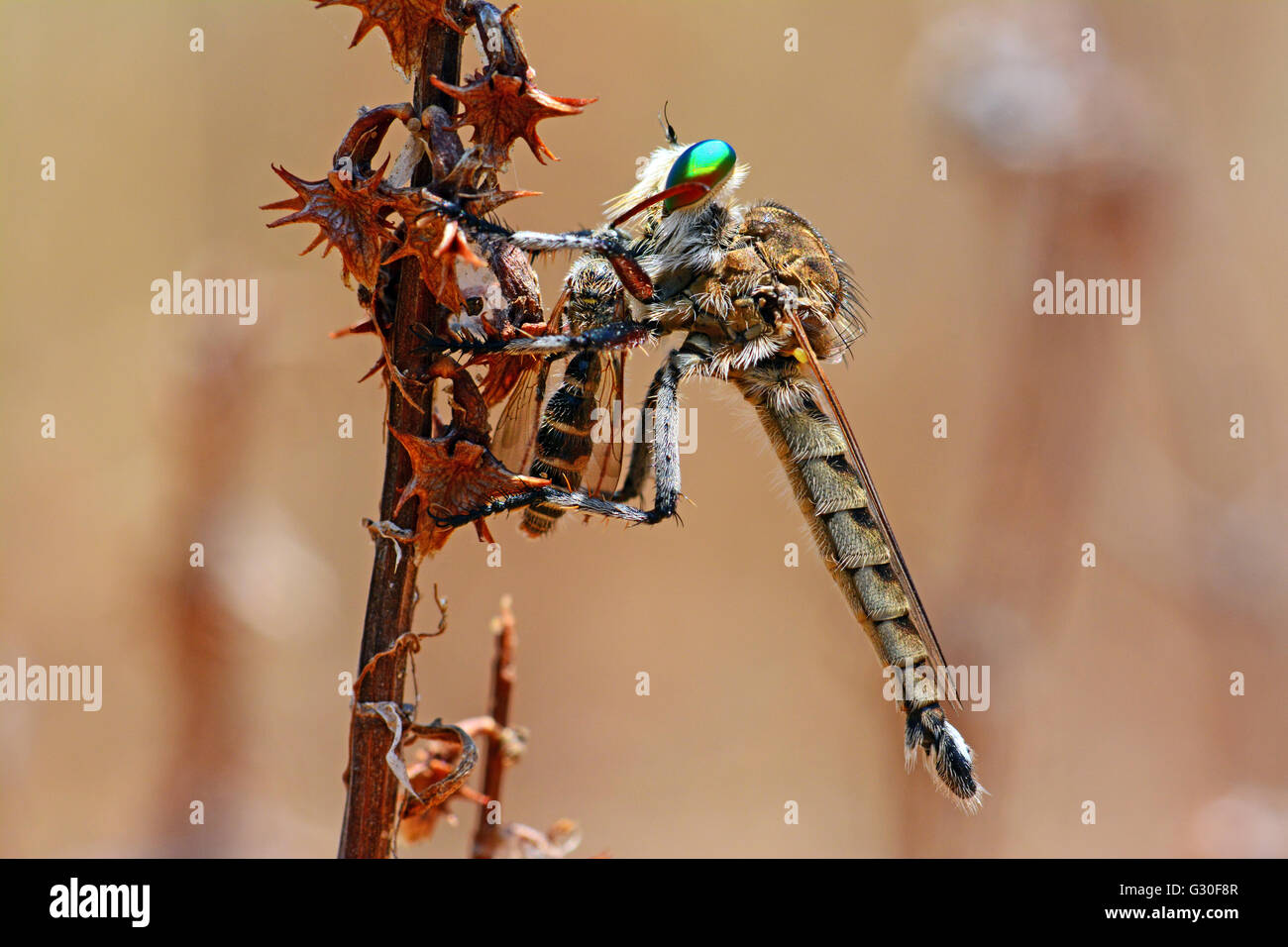 Ladro-fly mangiare wasp Foto Stock