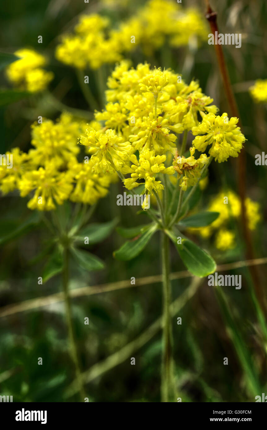 Sulfurflower grano saraceno (Eriogonum umbellatum) molto vicino al bordo orientale della sua gamma, in Gilpin County, Colorado Foto Stock