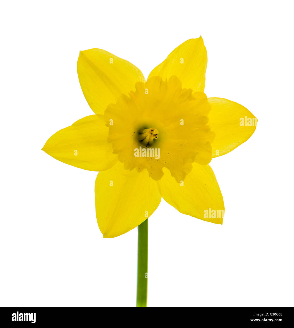 Daffodil flower shot close up isolati su sfondo bianco Foto Stock