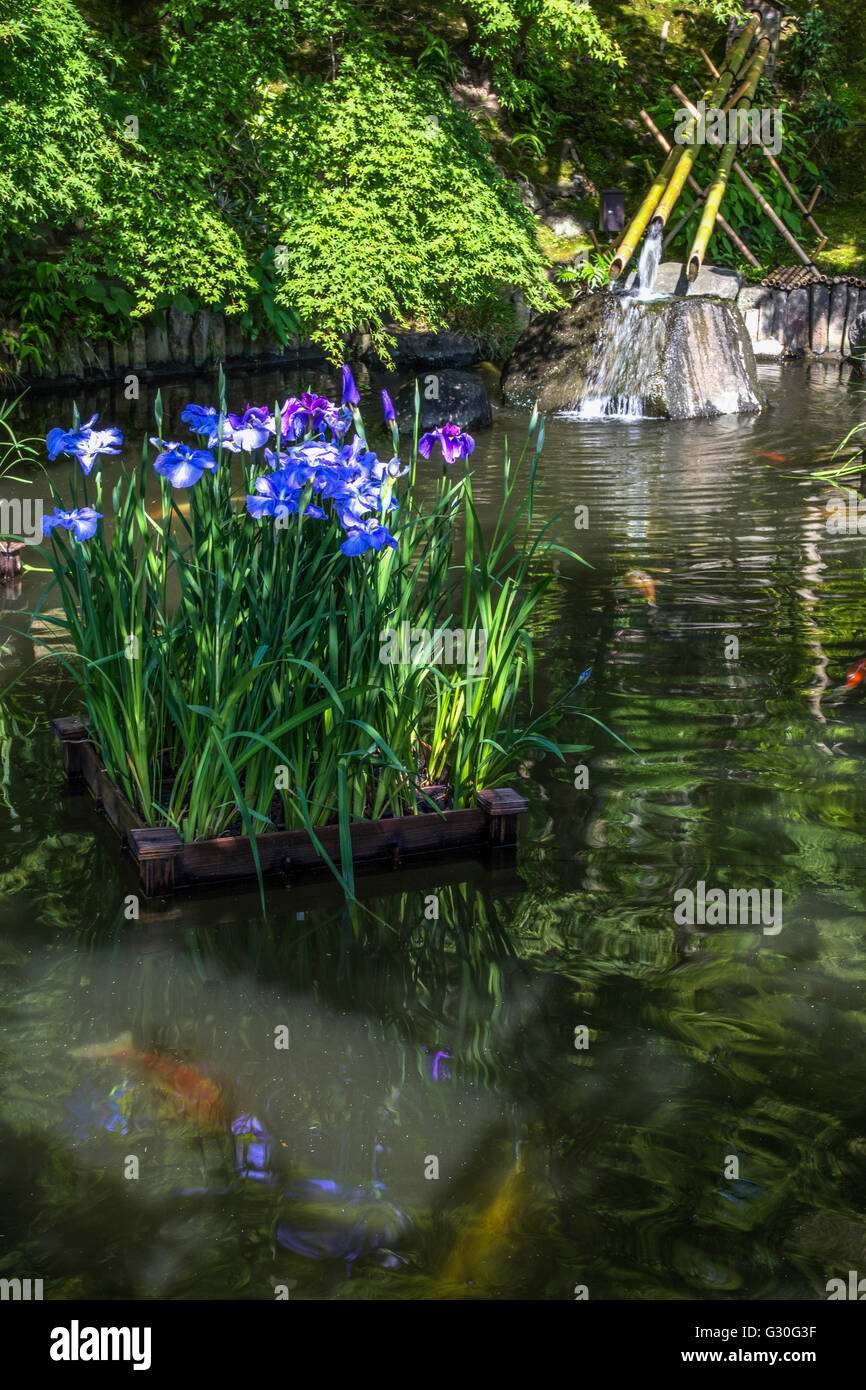 Iris stagno a Hasedera - Hase-dera ufficialmente denominato Kaiko-zan Jisho-in Hase-dera ma comunemente chiamato Hase Kannon. Foto Stock