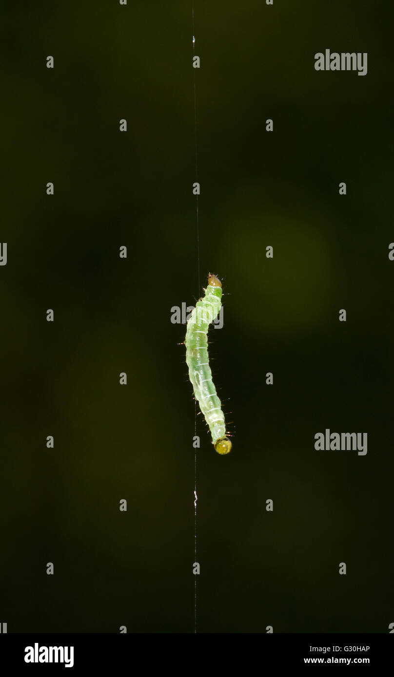 Caterpillar della falena invernale (Operophtera brumata) appeso a un filo Foto Stock