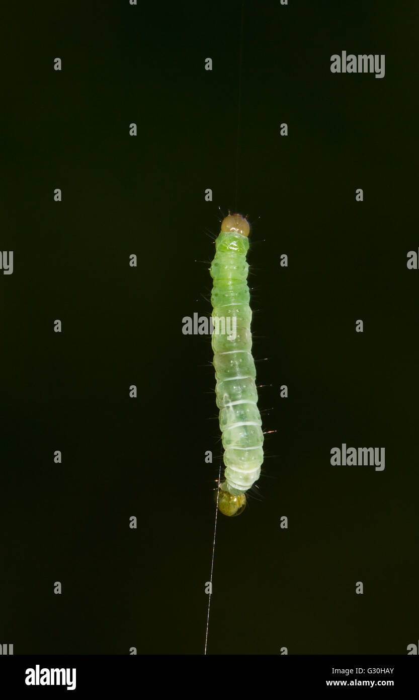 Caterpillar della falena invernale (Operophtera brumata) appeso a un filo Foto Stock