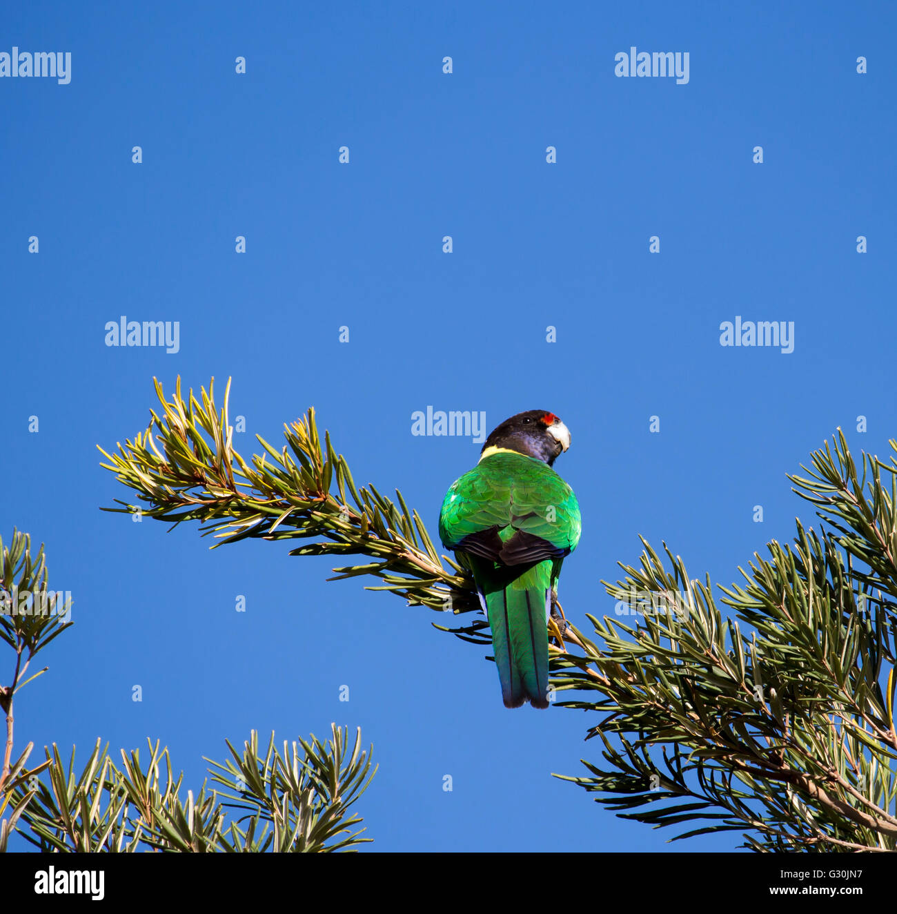 Un australiano Ringneck (Barnardius zonarius) parrot ,o ventotto un pappagallo nativo di Australia posatoi in una struttura ad albero melaleuca. Foto Stock