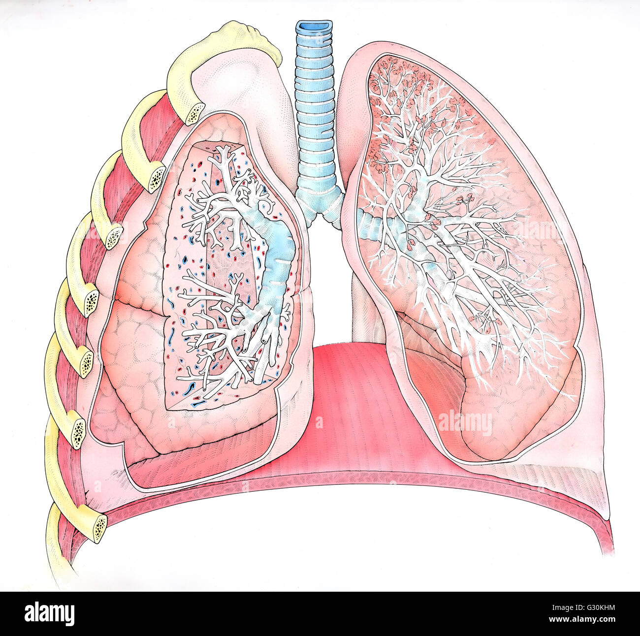 I polmoni e il diaframma immagini e fotografie stock ad alta risoluzione -  Alamy