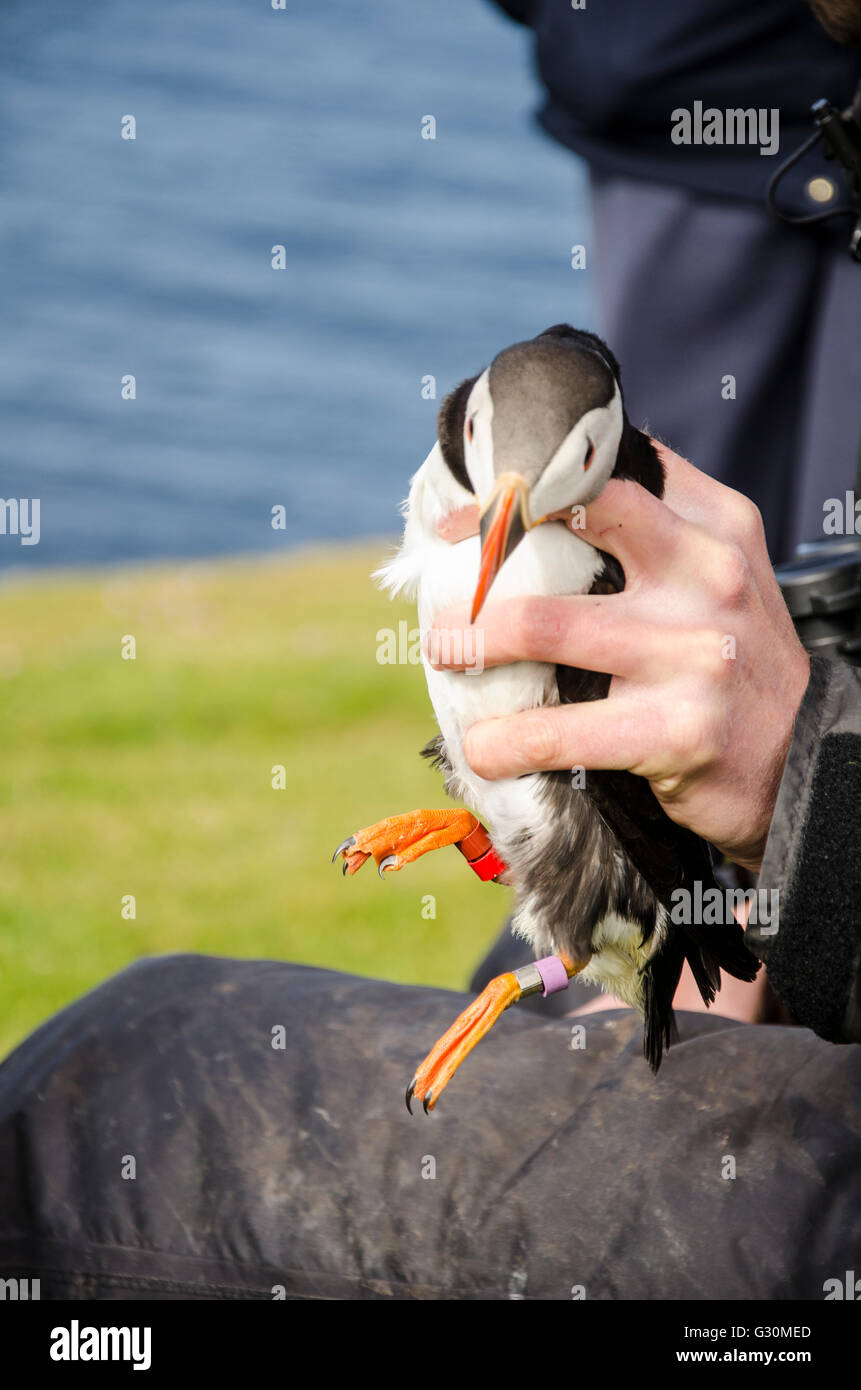 La fauna selvatica e biologo suoneria di uccelli di fissaggio degli anelli di colore per lo studio di Puffin (Fratercula arctica) sulla scogliera sul mare, Fair Isle, Shetland Foto Stock