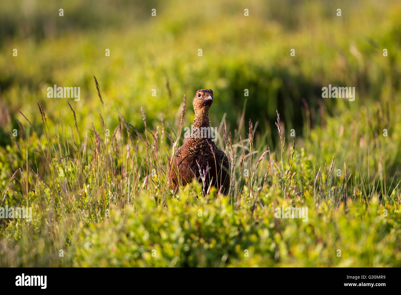 Red Grouse maschio Lagopus lagopus scotica ritti in heather moorland nel West Yorkshire Foto Stock