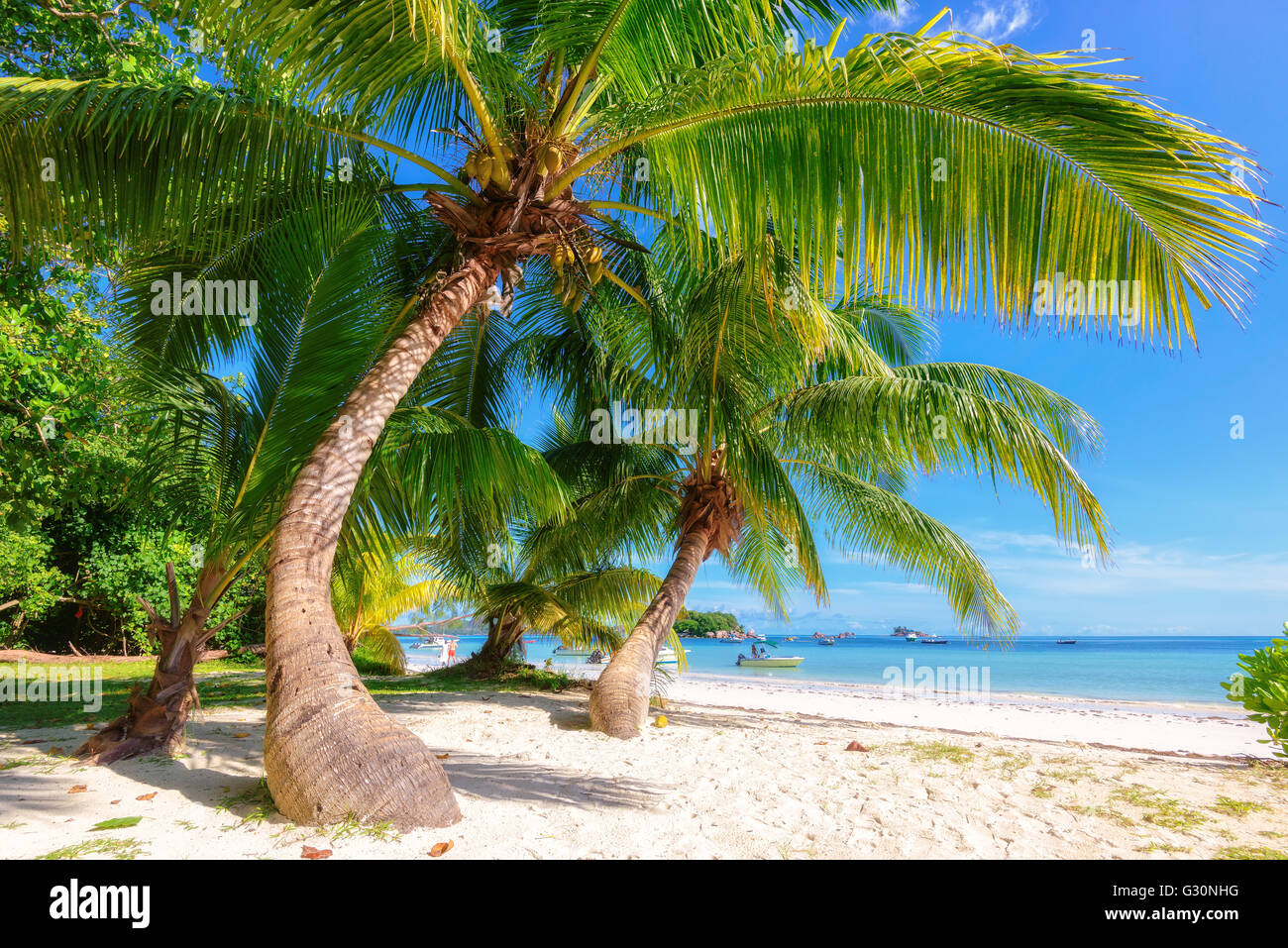 Spiaggia di sabbia bianca e palme su Seychelles, Oceano Indiano Foto Stock