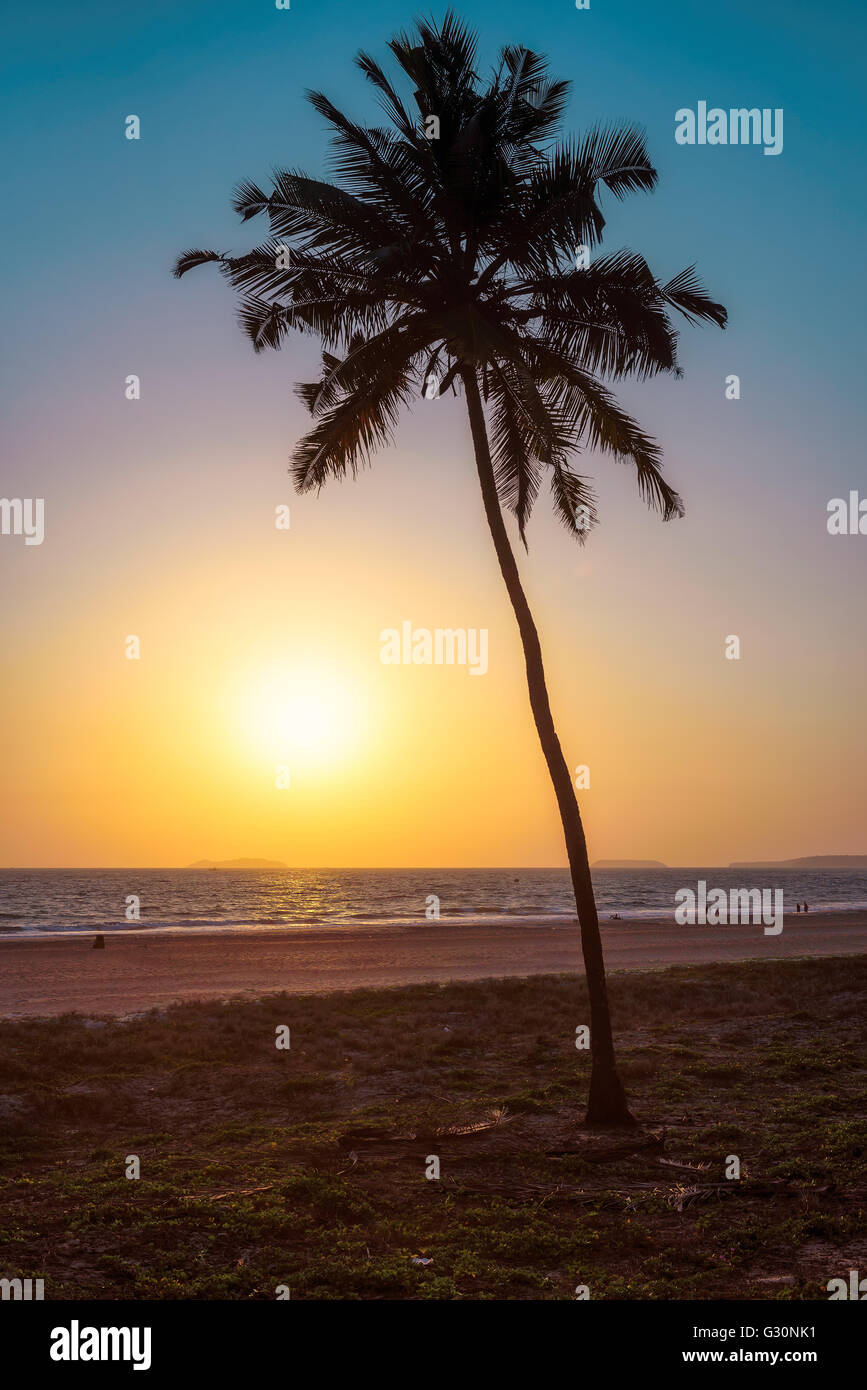 Palme sullo sfondo di un bel tramonto in Goa, India. In verticale Foto Stock