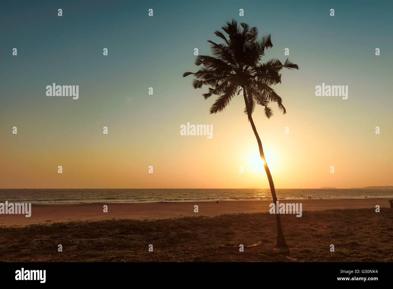 Palme sullo sfondo di un bel tramonto in Goa, India. Foto Stock
