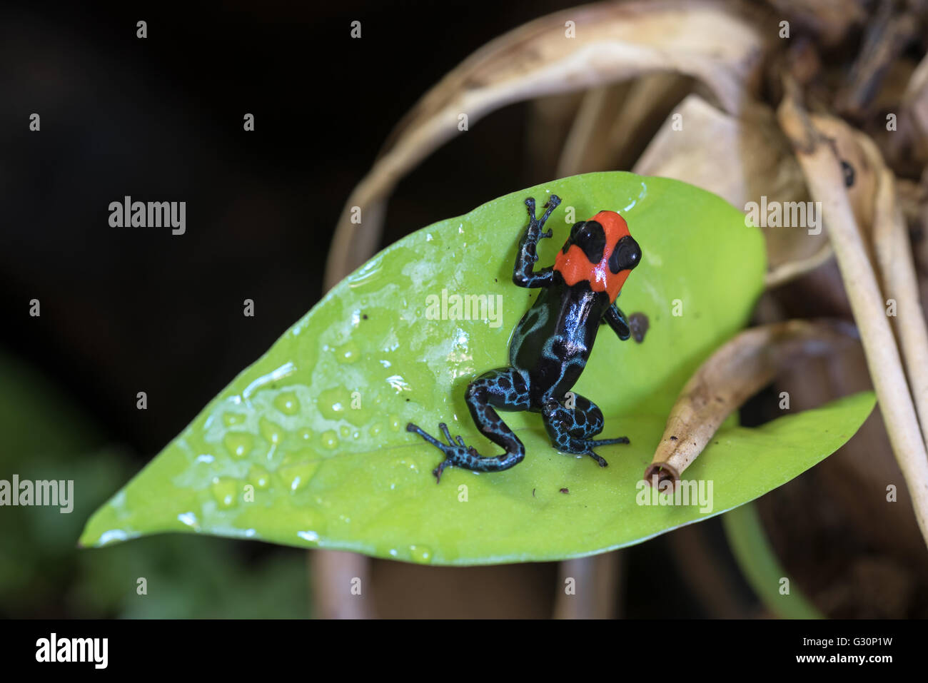 Beato il veleno-dart frog Foto Stock