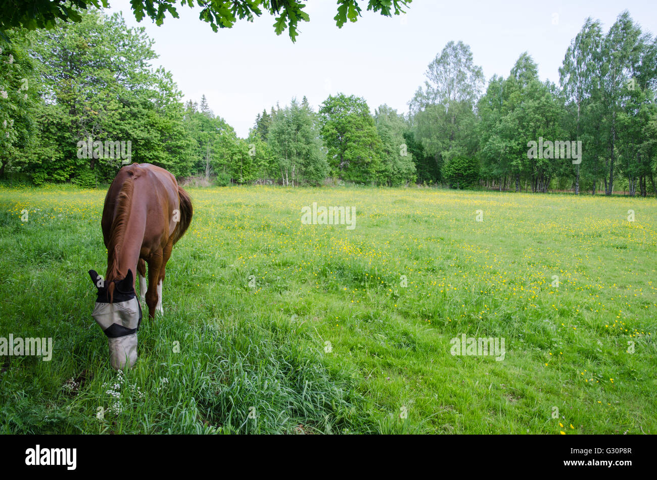 Cavallo al pascolo con faccia protetta a molla in un campo verde Foto Stock