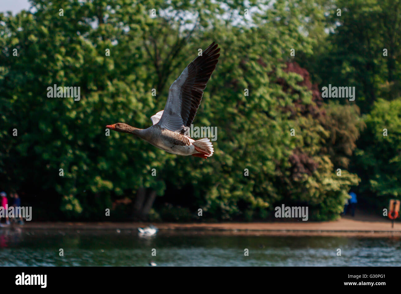 Oca Graylag volando sopra La serpentina Hyde Park Londra Foto Stock