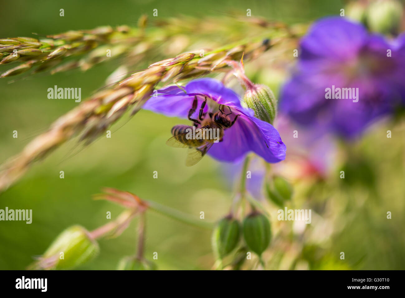 L'alimentazione delle api su un fiore Foto Stock