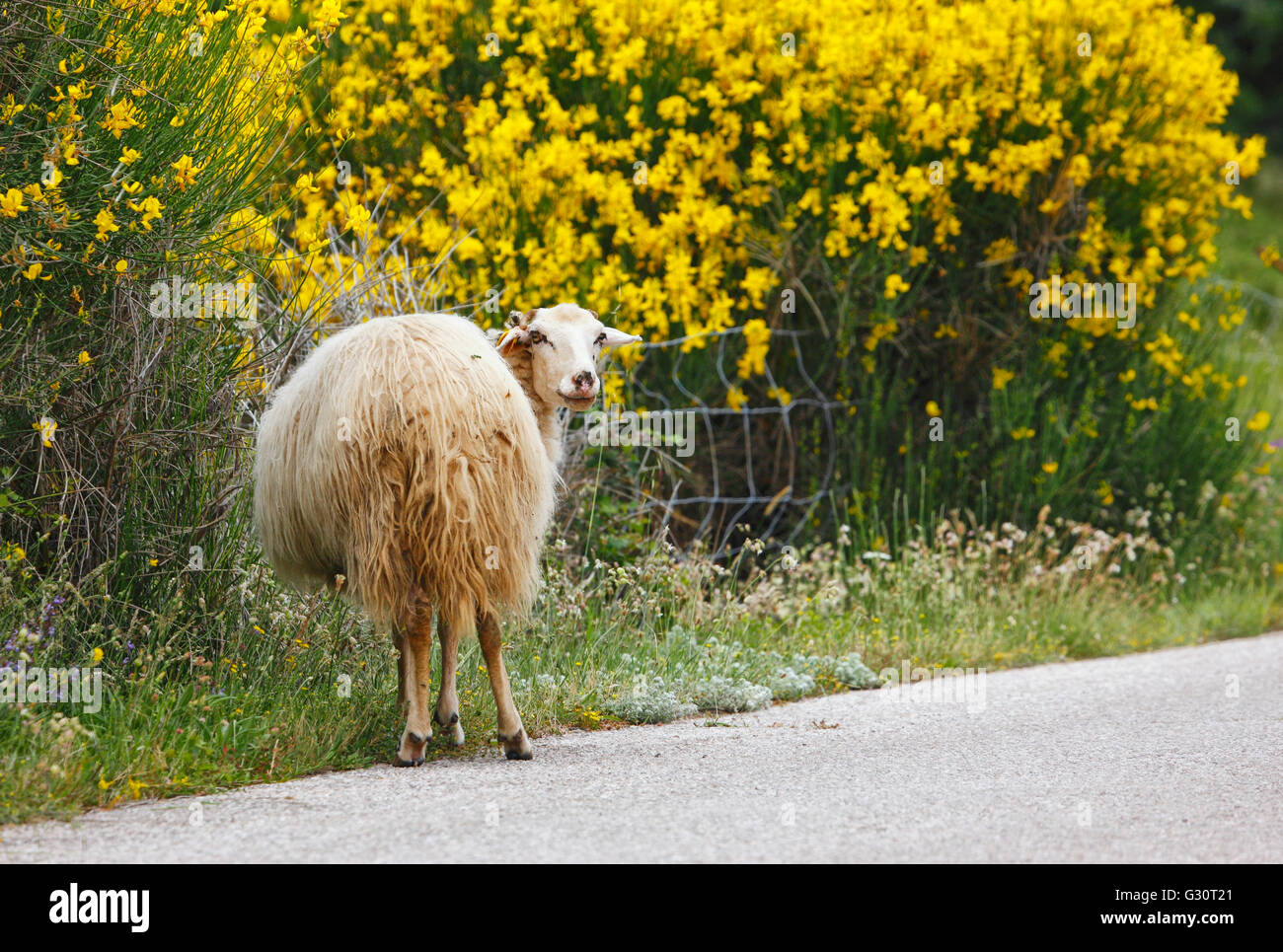 Una pecora dalla strada con fiori gialli in background Foto Stock