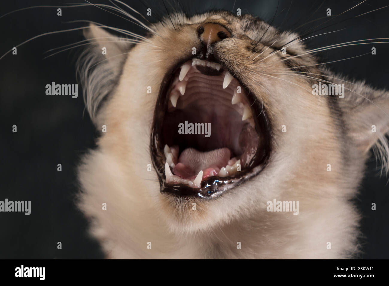 Ganascia sani, gomme, del palato e dei denti di un sei mesi somalo femmina colore solito gattino nota colorazione nera Foto Stock