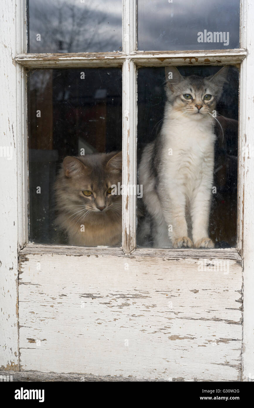 Pedigree longhair somalo gatti di razza - alla porta che vogliono essere nel giardino Foto Stock
